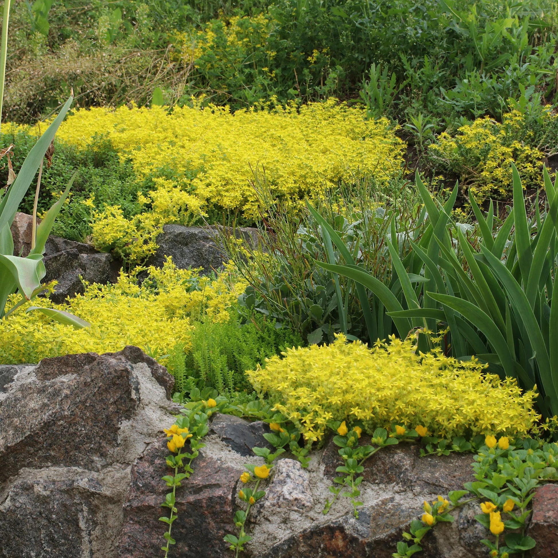 Stauden - 3 bodendeckende Stauden - Thymus serphyllum, Sedum acre , Sedum spurium