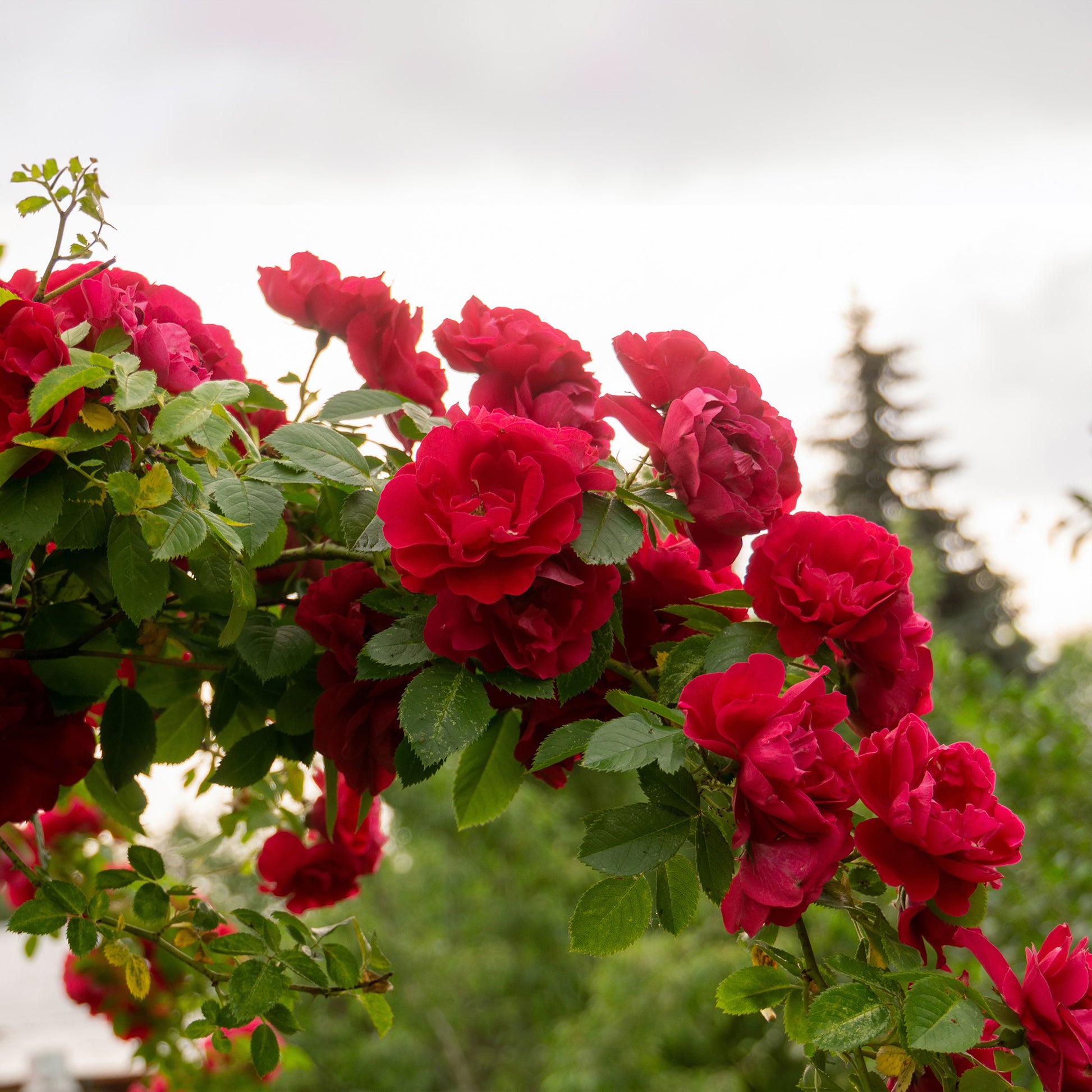 Kletterrose rot - Rosa - Bakker