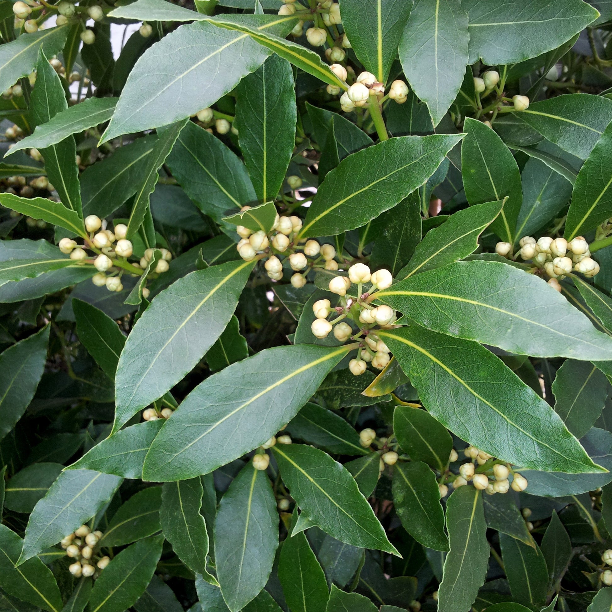 Laurus nobilis - Lorbeerstrauch (Laurus nobilis) - Winterhart - Lorbeerbäume - Laurus Nobilis