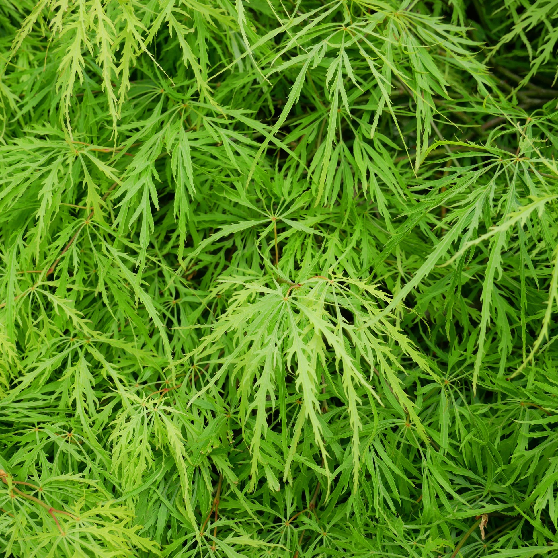 Japanischer Ahorn - Fächerahorn 'Emerald Lace' - Acer palmatum emerald lace