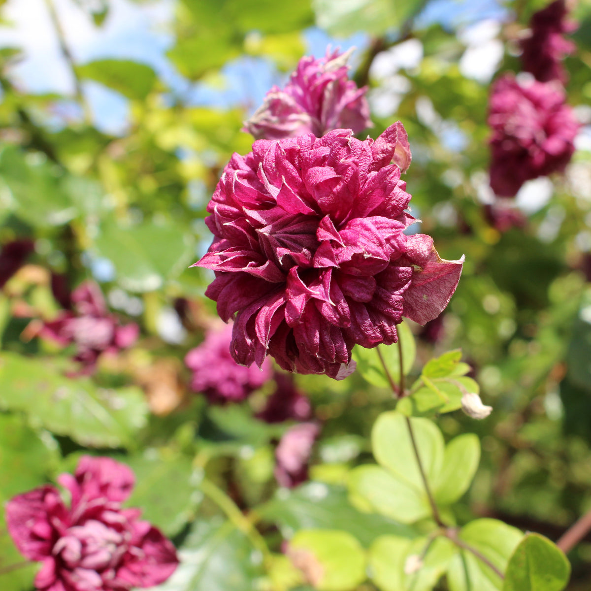 Waldrebe Purpurea plena elegans - Clematis viticella Purpurea Plena Elegans - Bakker
