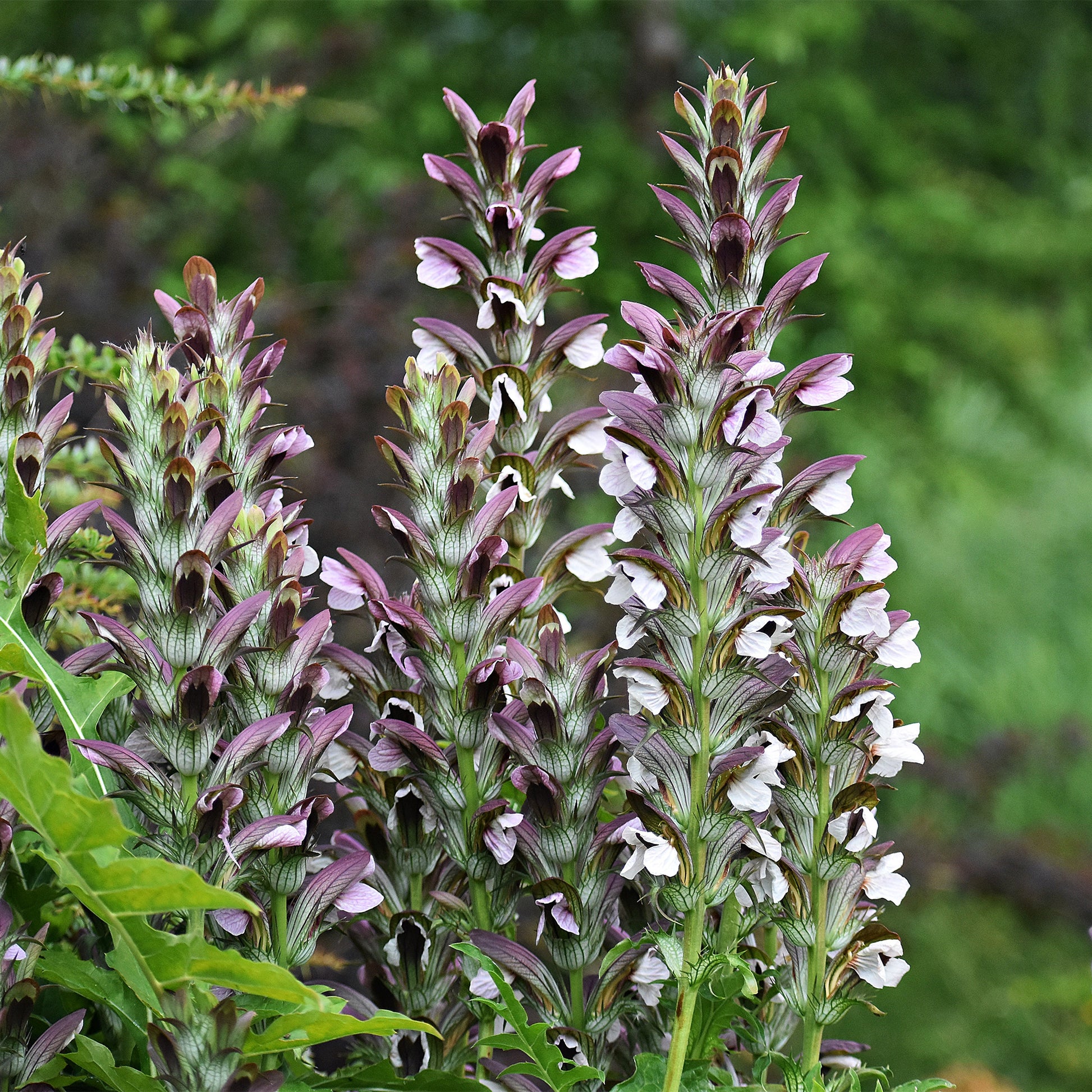 Acanthus mollis, Heliopsis scabra, Aconitum napellus, Phlox paniculata, Hemrocallis Samy Russel,  Lychnis viscaria, Anaphalis triplinervis, Campanula carpatica - Sommerblumenbeet – Staudenmix (18 Pflanzen) - Akanthus