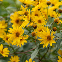 Akanthus - Sommerblumenbeet – Staudenmix (18 Pflanzen) - Acanthus mollis, Heliopsis scabra, Aconitum napellus, Phlox paniculata, Hemrocallis Samy Russel,  Lychnis viscaria, Anaphalis triplinervis, Campanula carpatica