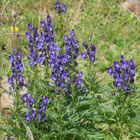 Verkauf Sommerblumenbeet – Staudenmix (18 Pflanzen) - Acanthus mollis, Heliopsis scabra, Aconitum napellus, Phlox paniculata, Hemrocallis Samy Russel,  Lychnis viscaria, Anaphalis triplinervis, Campanula carpatica