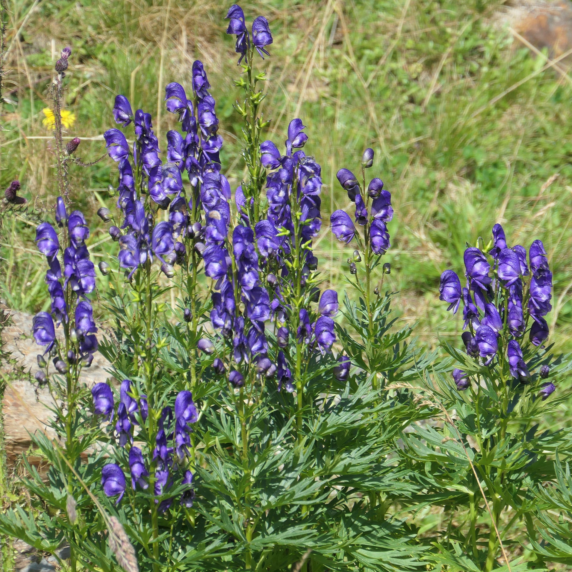 Verkauf Sommerblumenbeet – Staudenmix (18 Pflanzen) - Acanthus mollis, Heliopsis scabra, Aconitum napellus, Phlox paniculata, Hemrocallis Samy Russel,  Lychnis viscaria, Anaphalis triplinervis, Campanula carpatica