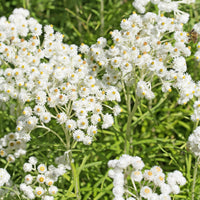 Sommerblumenbeet – Staudenmix (18 Pflanzen) - Akanthus - Bakker
