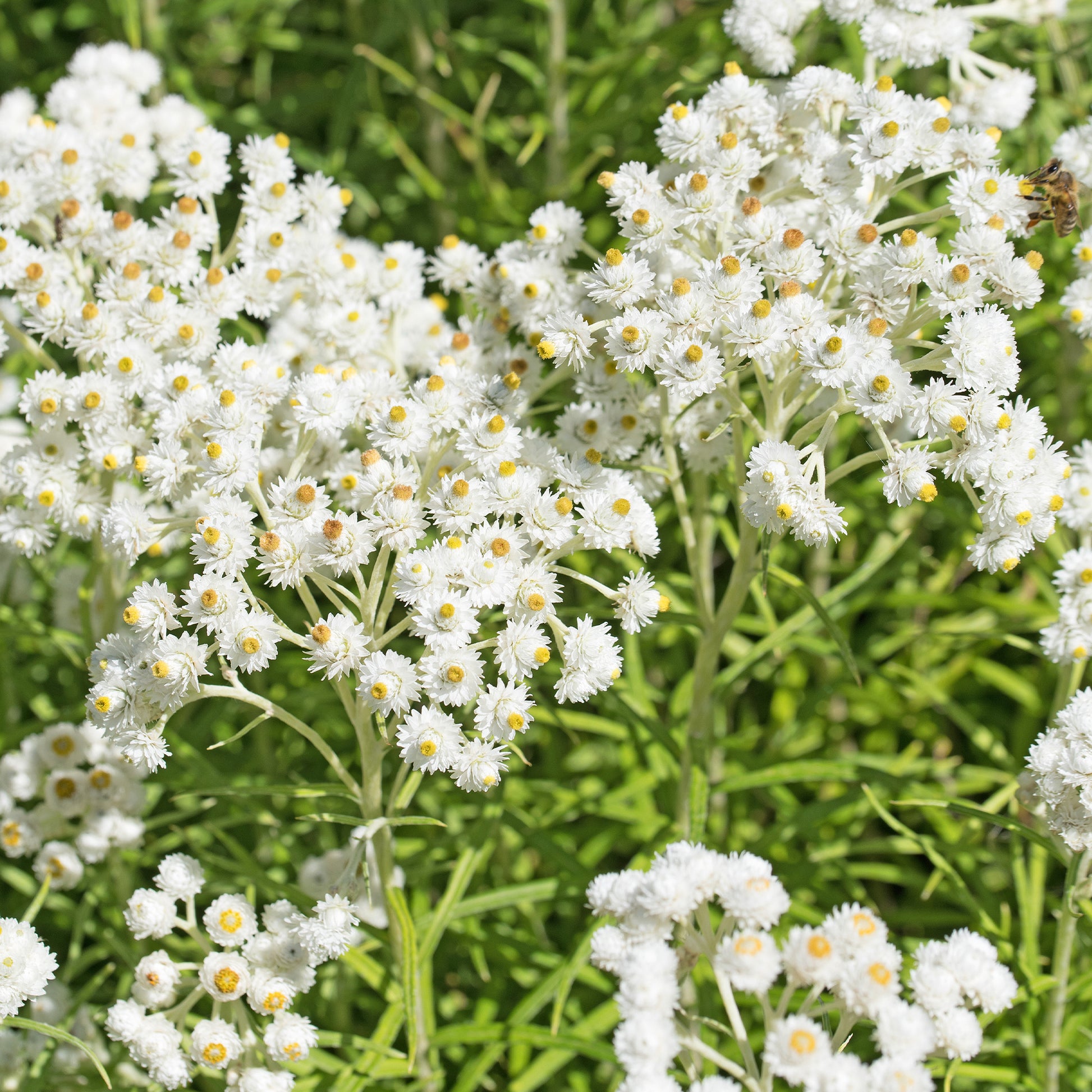 Sommerblumenbeet – Staudenmix (18 Pflanzen) - Akanthus - Bakker