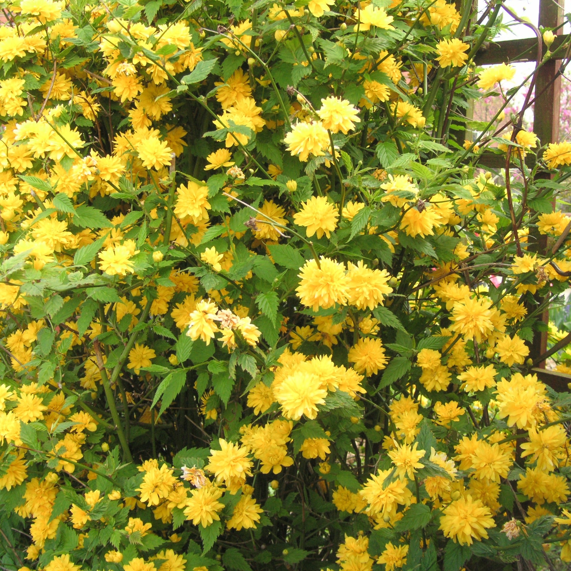 Kerria japonica pleniflora - Gefüllter Ranunkelstrauch Pleniflora - Blühende Sträucher