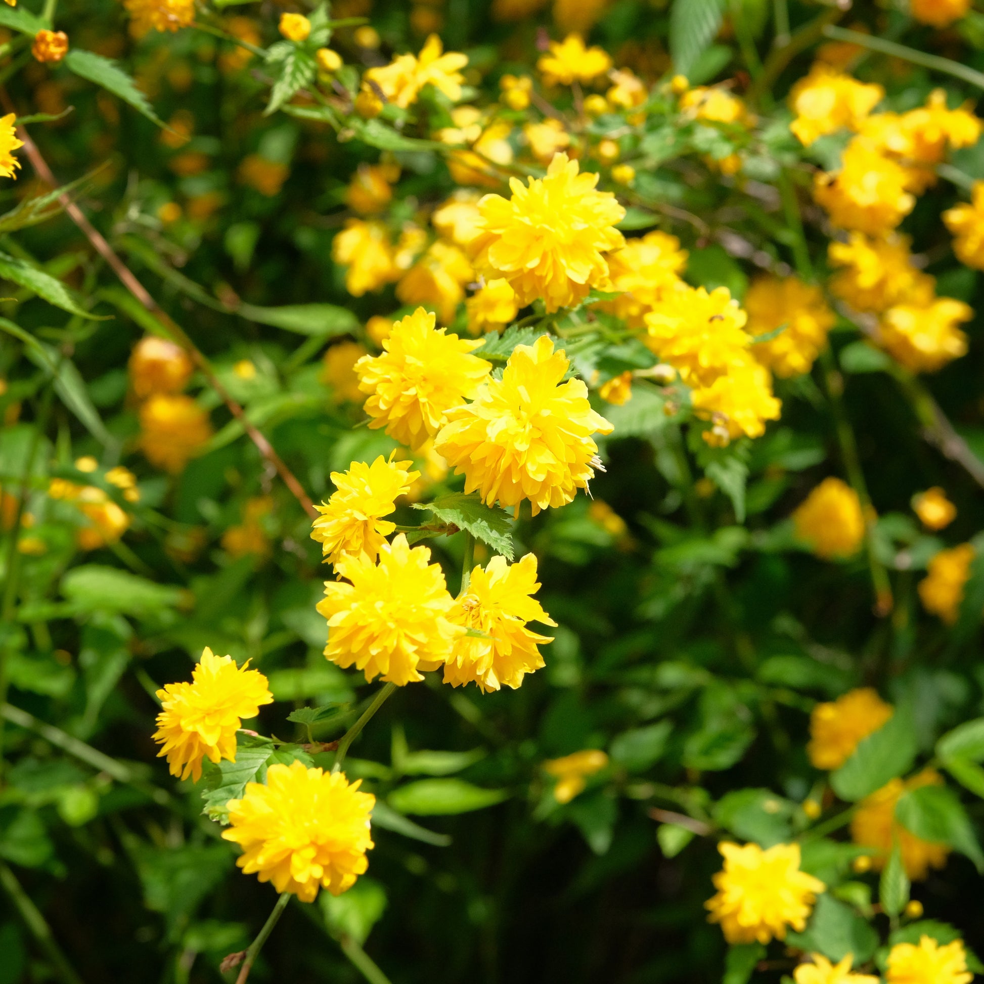 Gefüllter Ranunkelstrauch Pleniflora - Bakker