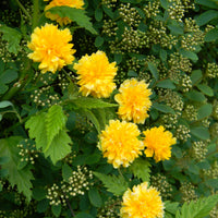 Blühende Sträucher - Gefüllter Ranunkelstrauch Pleniflora - Kerria japonica pleniflora