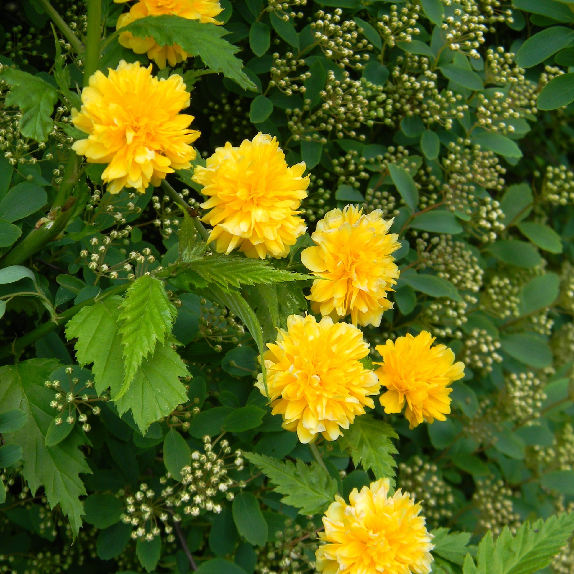 Blühende Sträucher - Gefüllter Ranunkelstrauch Pleniflora - Kerria japonica pleniflora