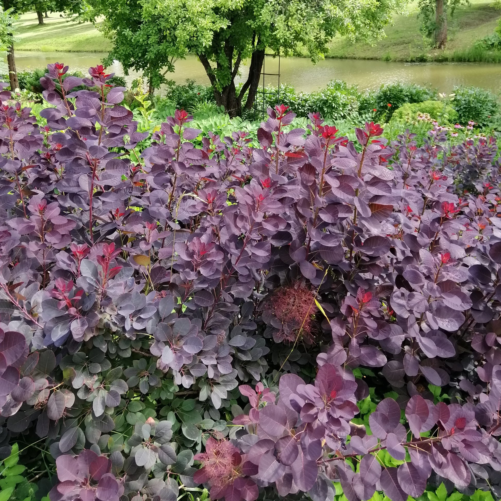 Sträucher - Perückenstrauch Royal Purple - Cotinus coggygria royal purple