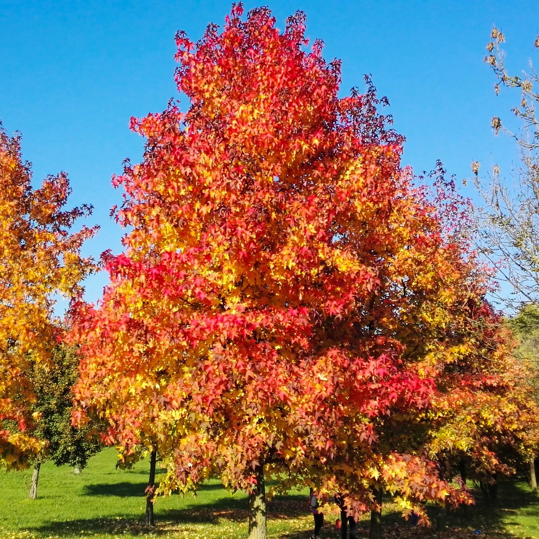 Amberbaum - Bakker