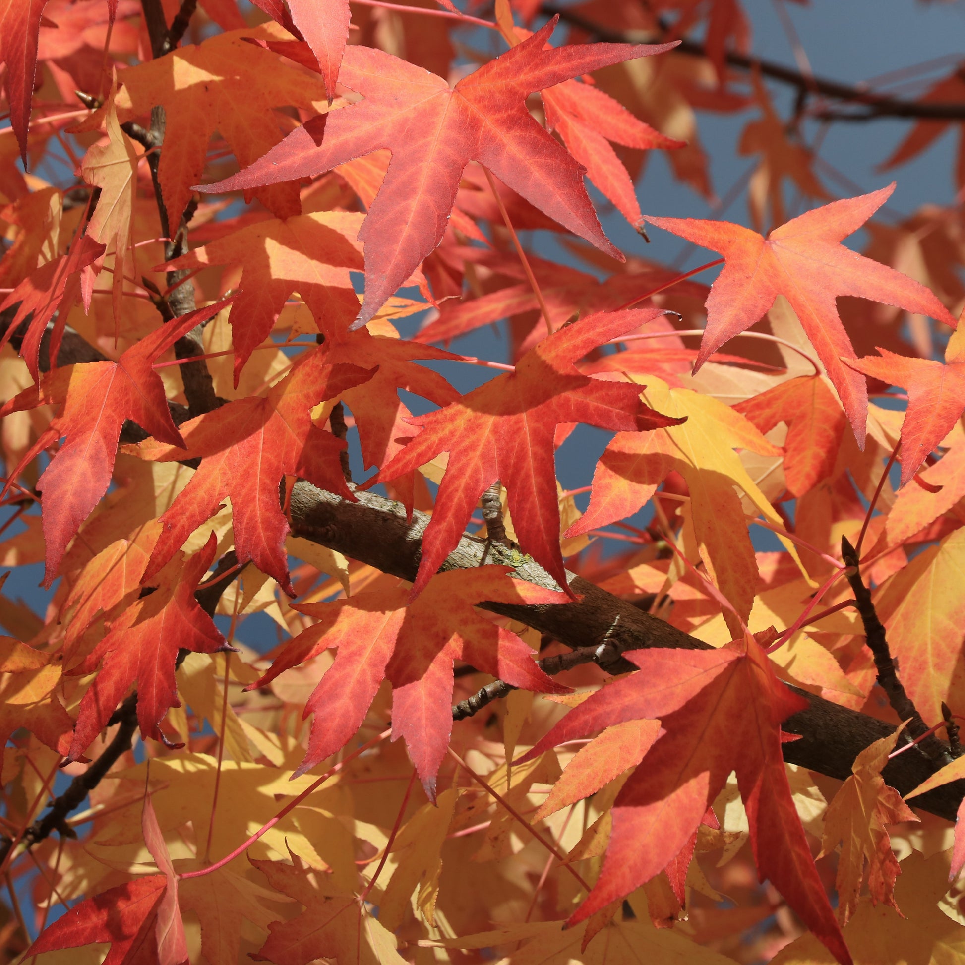 Verkauf Amberbaum - Liquidambar styraciflua