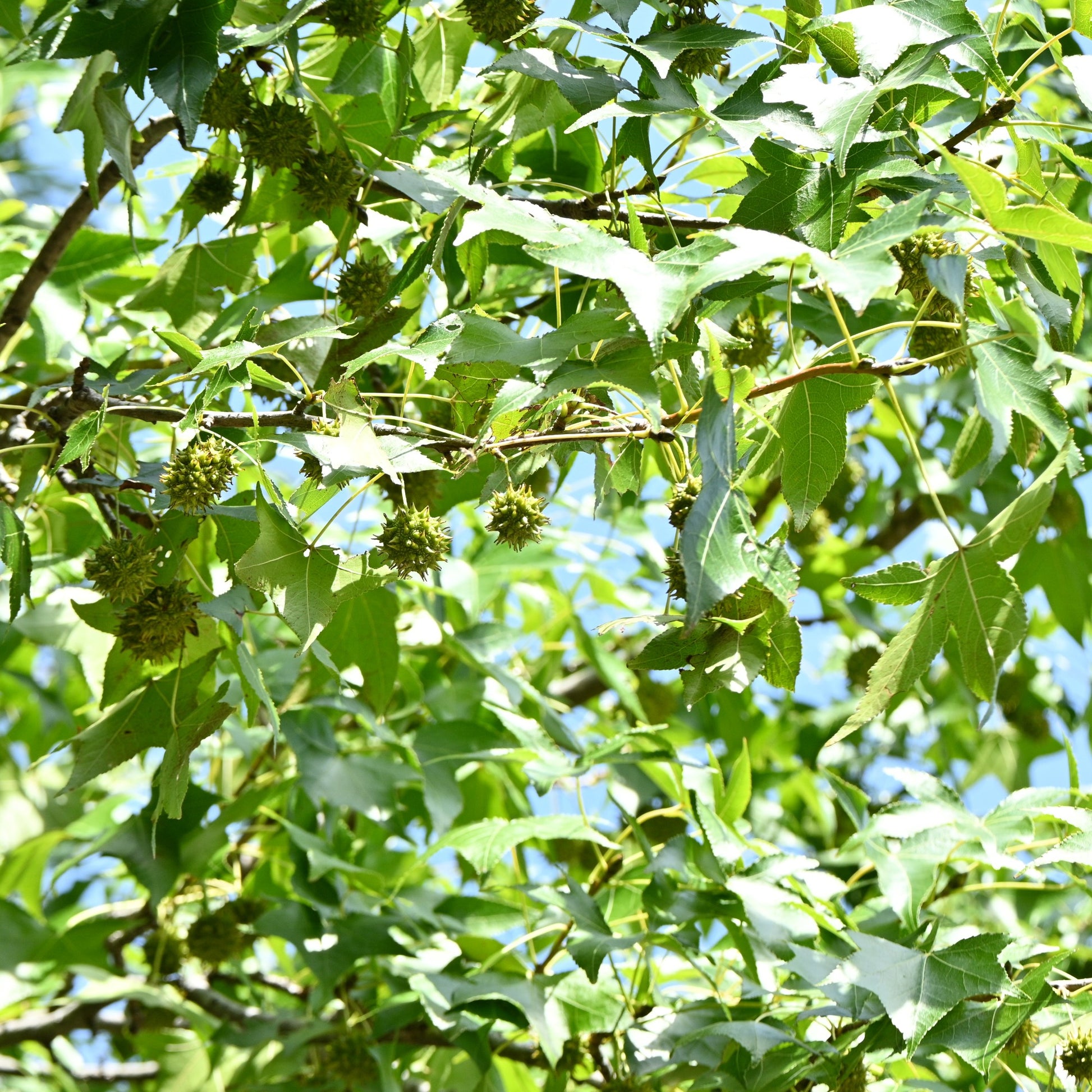 Verkauf Amberbaum - Liquidambar - Amberbaum