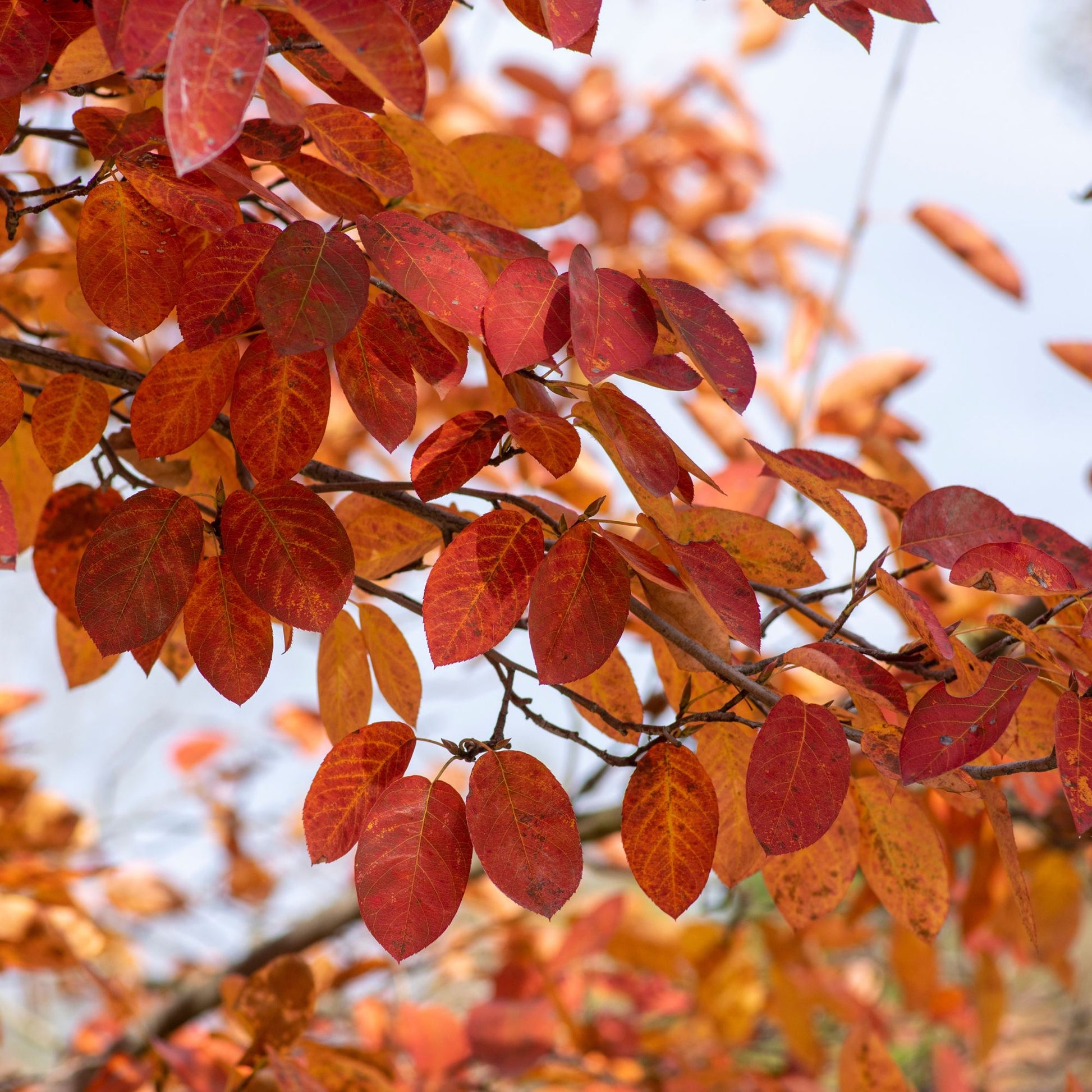 Kupfer-Felsenbirne - Amelanchier lamarckii - Bakker