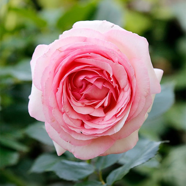 Englische Rose ‘Her’s Ausgreen’® - Rosa her's ausgreen ® (ausblush) - Bakker