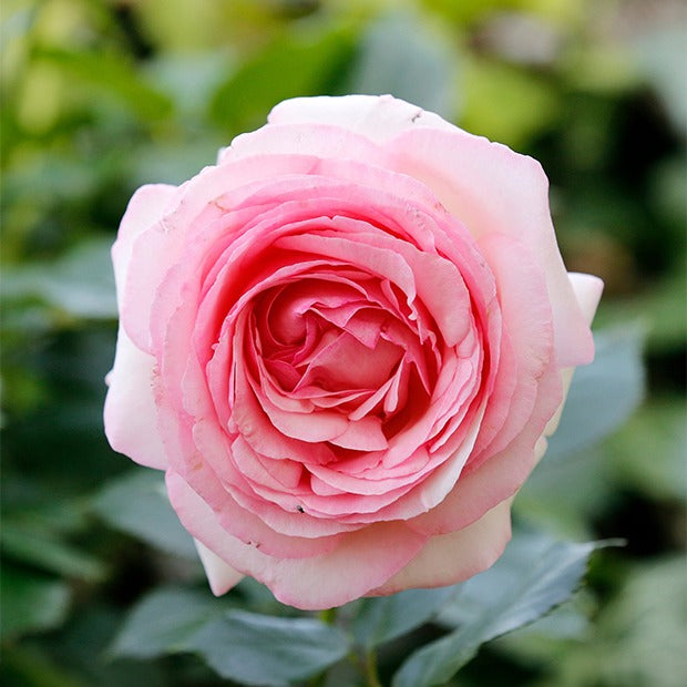 Duftrosen - Englische Rosen Kollektion (x2) - Rosa 'her's ausgreen' ® (ausblush), 'ausgreen's wi