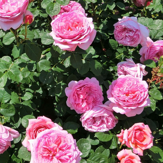 Englische Rose ‘Her’s Ausgreen’® - Bakker