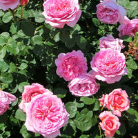Rosen - Nackte Wurzeln - Englische Rosen Kollektion (x3) - Rosa(fish ausgreen,charlie ausgreen,her's ausgreen