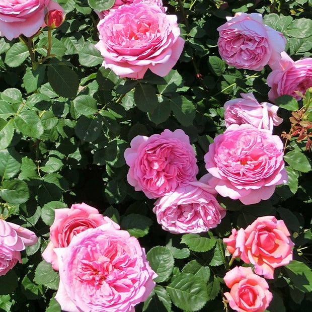 Englische Rosen Kollektion (x2) - Rosa 'her's ausgreen' ® (ausblush), 'ausgreen's wi - Bakker
