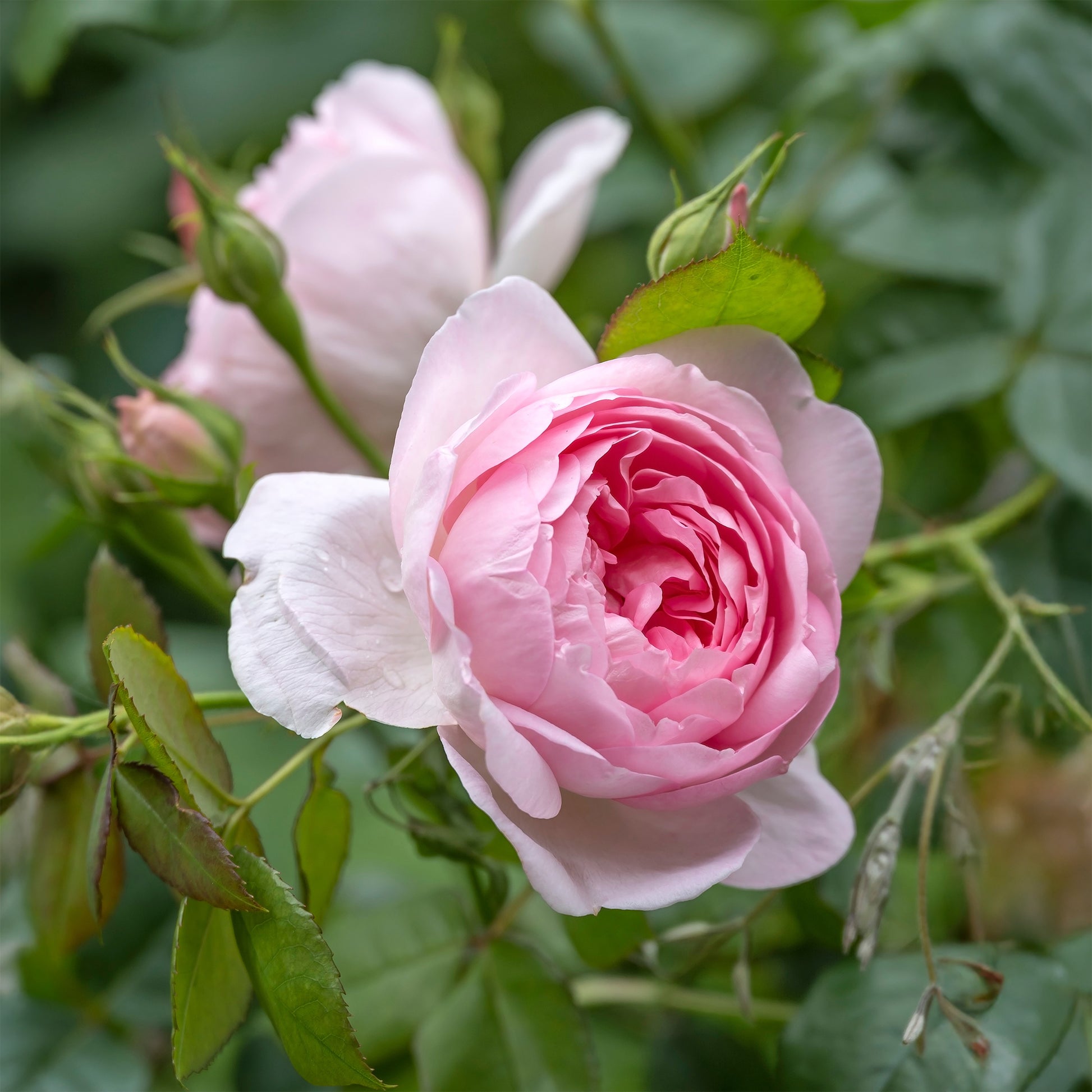Rosen - Englische Rose ‘Her’s Ausgreen’® - Rosa her's ausgreen ® (ausblush)
