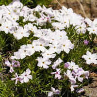 Flammenblume weiß (x3) - Phlox subulata alba - Bakker