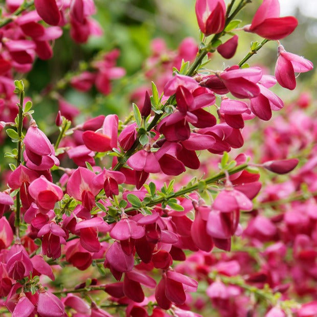Edelginster Boskoop Ruby - Cytisus praecox Boskoop Ruby - Bakker