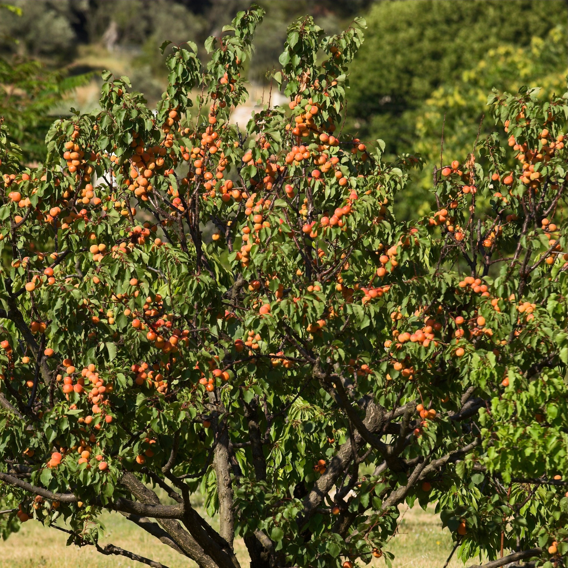 Aprikosenbaum Bergeron - Prunus armeniaca Bergeron - Bakker
