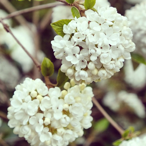 Schneeball Eskimo auf Stamm - Viburnum eskimo - Bakker