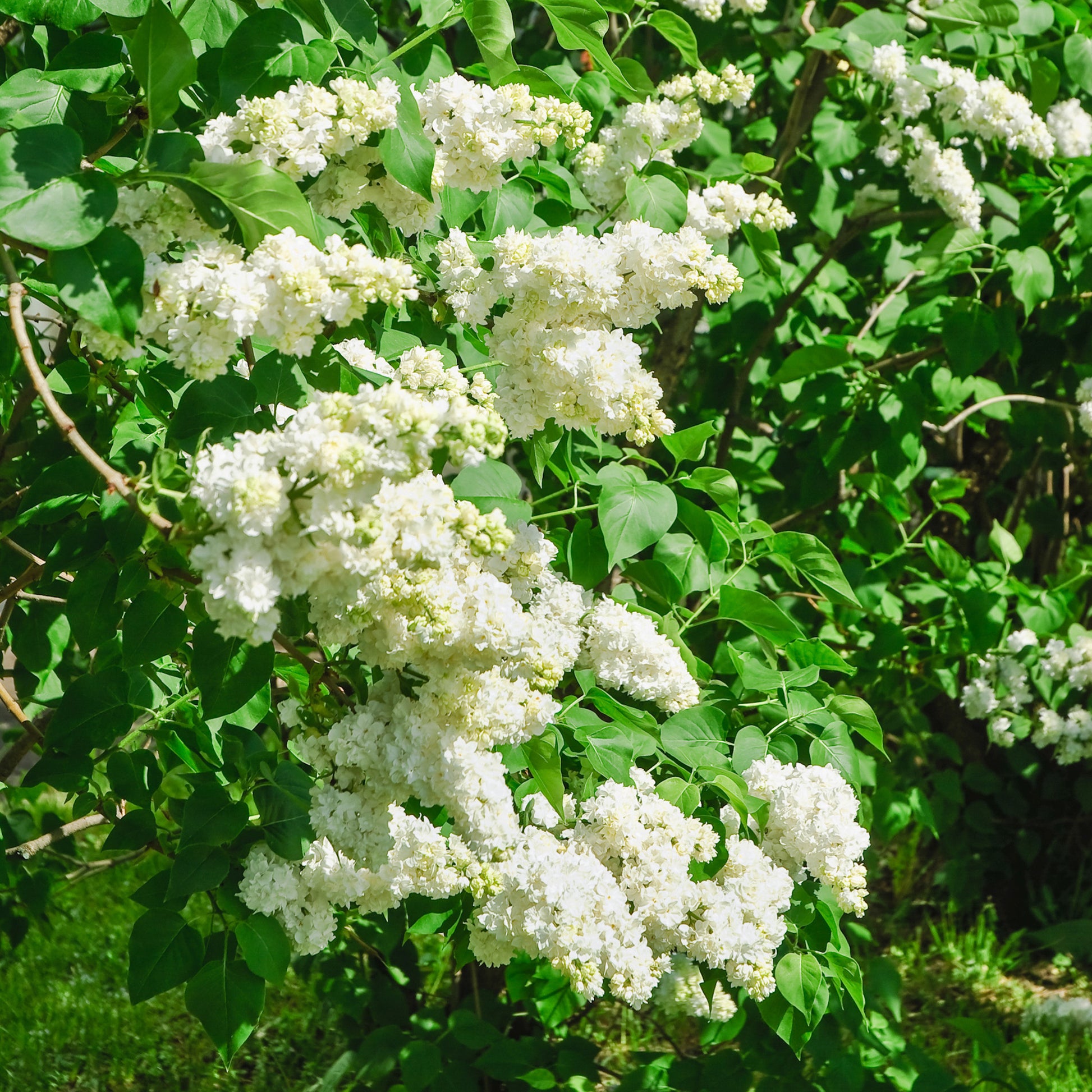 Doppelter weißer Flieder - Syringa vulgaris Madame Lemoine - Bakker