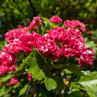 Balkonblumen - Weißdorn ‘Paul’s Scarlet’ - Crataegus laevigata paul's scarlet