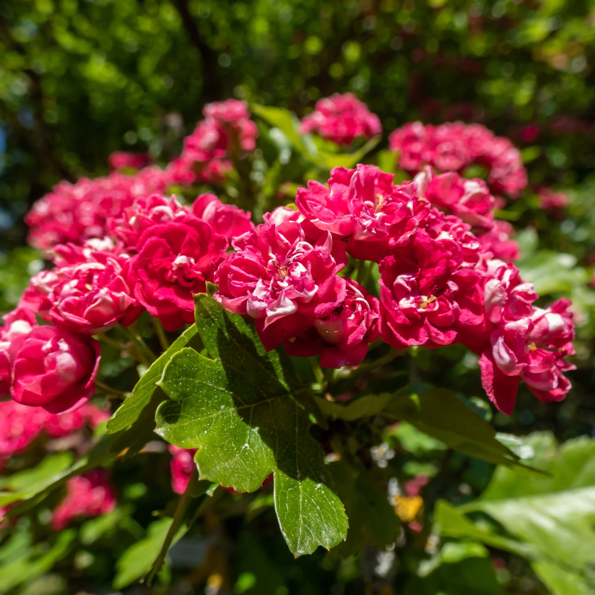 Balkonblumen - Weißdorn ‘Paul’s Scarlet’ - Crataegus laevigata paul's scarlet