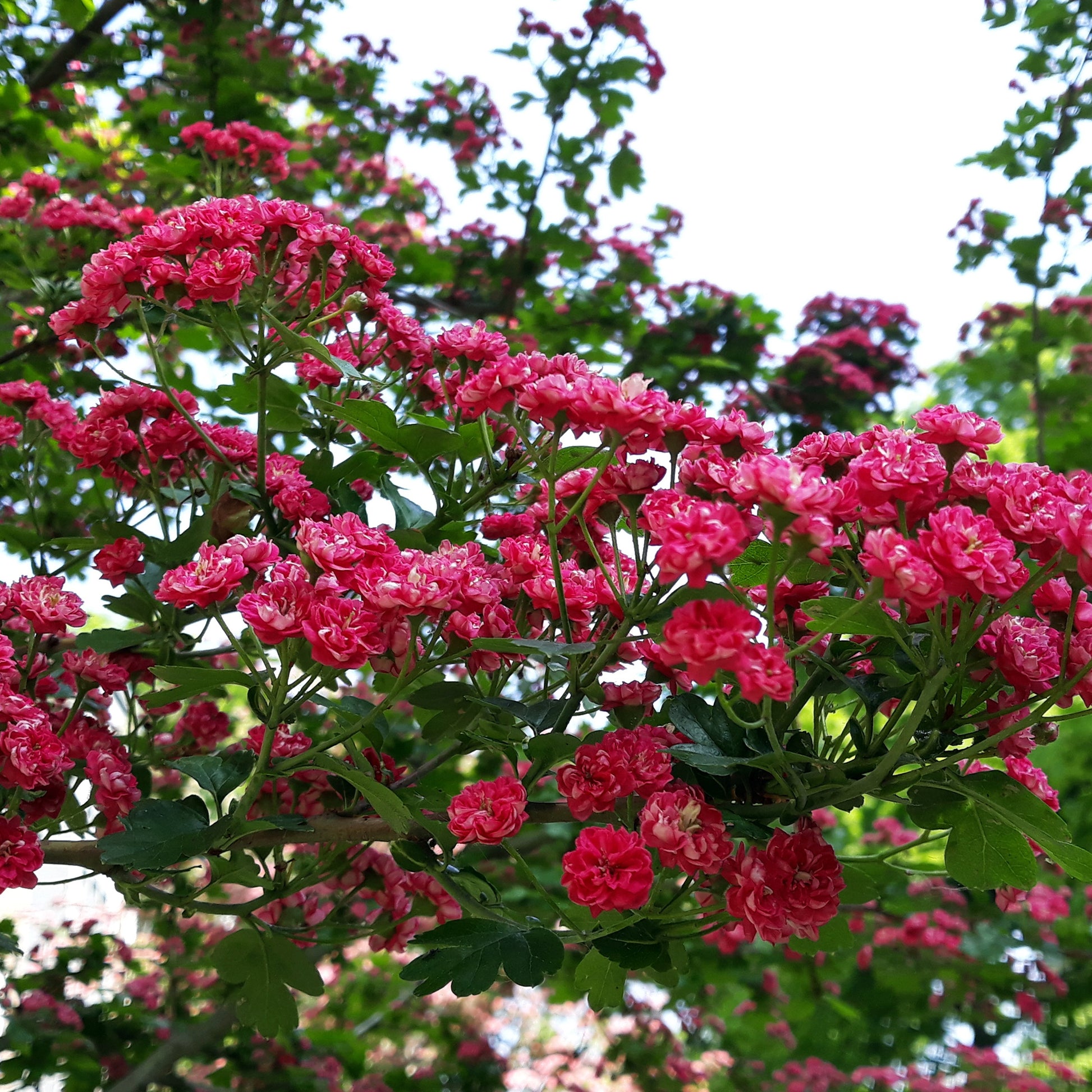 Crataegus laevigata paul's scarlet - Weißdorn ‘Paul’s Scarlet’ - Balkonblumen