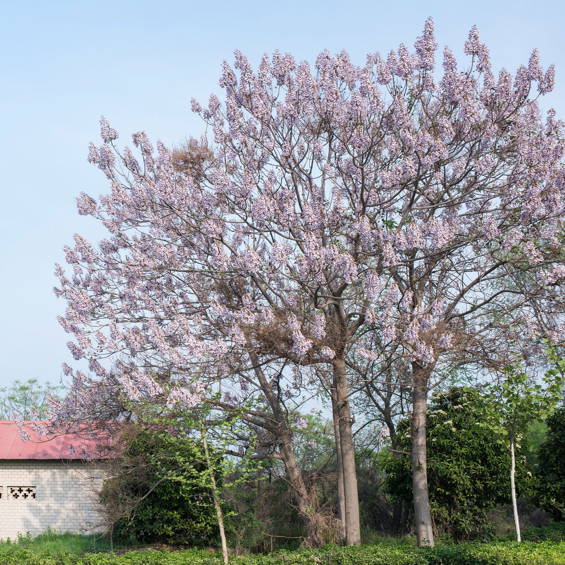 Blauglockenbaum - Paulownia tomentosa - Bakker