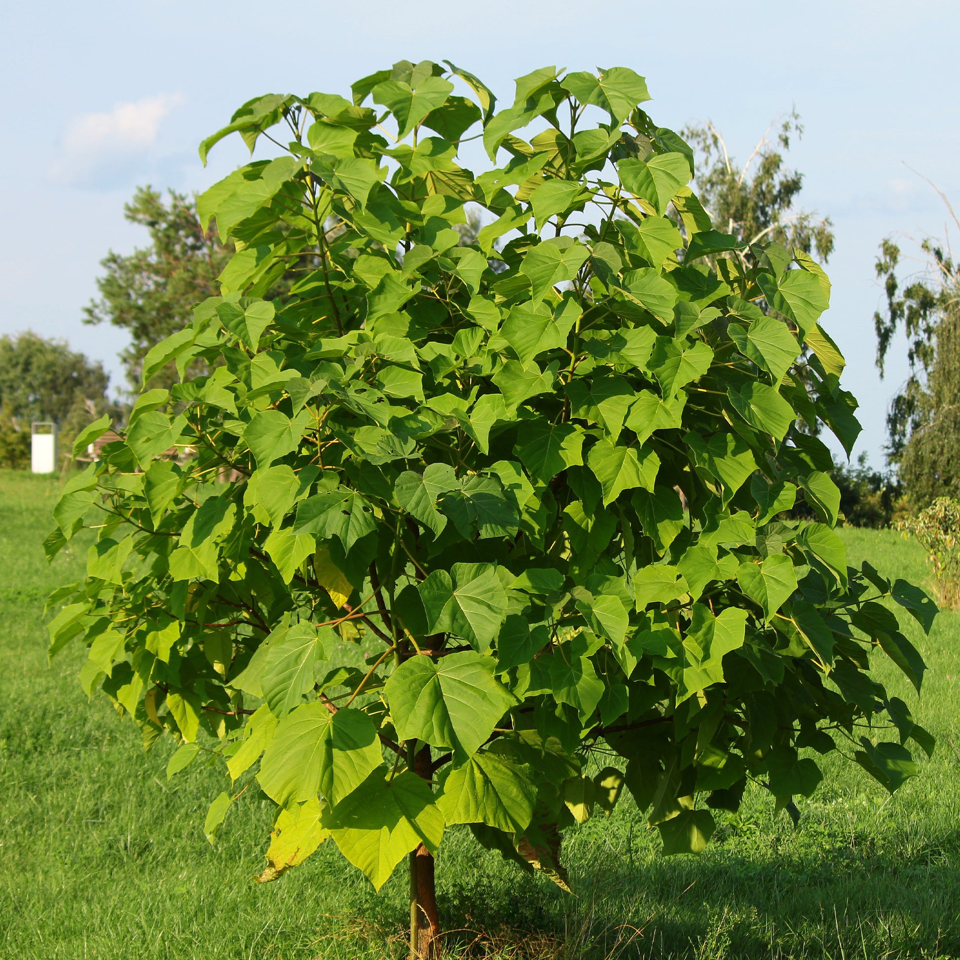 Paulownia tomentosa - Blauglockenbaum - Paulownia - Blauglockenbaum