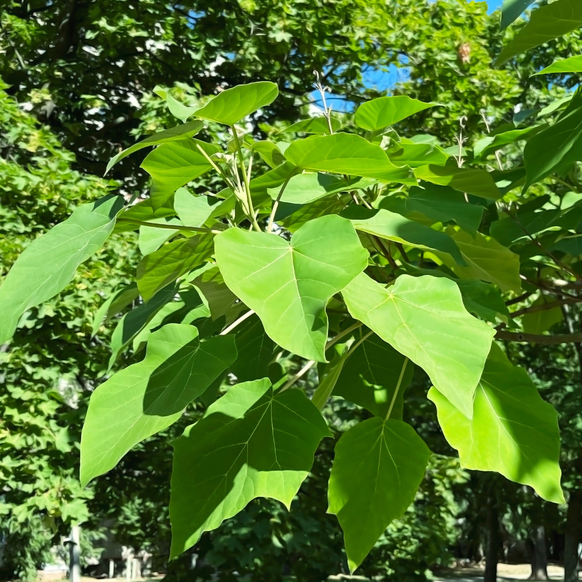 Paulownia - Blauglockenbaum - Blauglockenbaum - Paulownia tomentosa