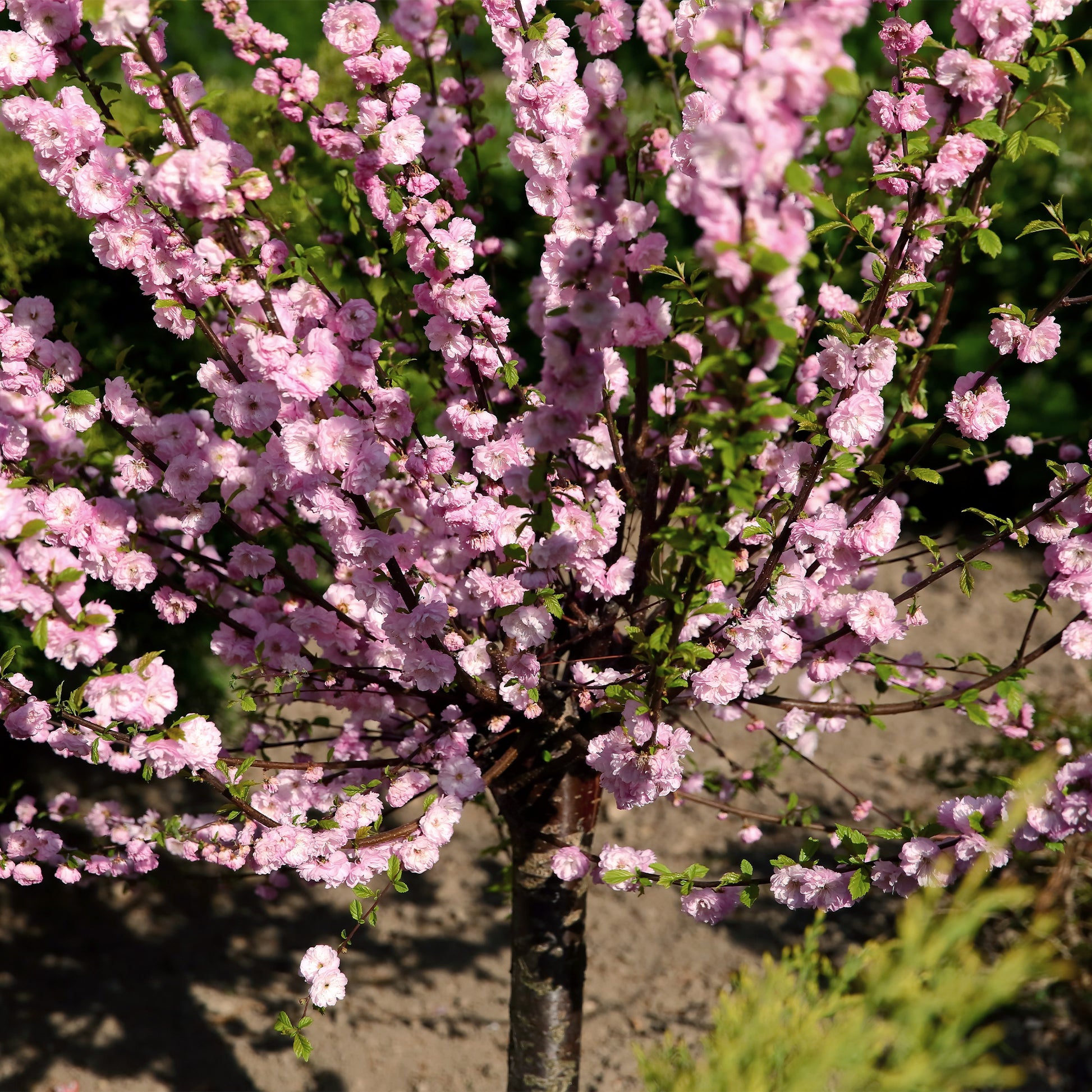 Prunus triloba - Mandelbäumchen - Kleine Bäume