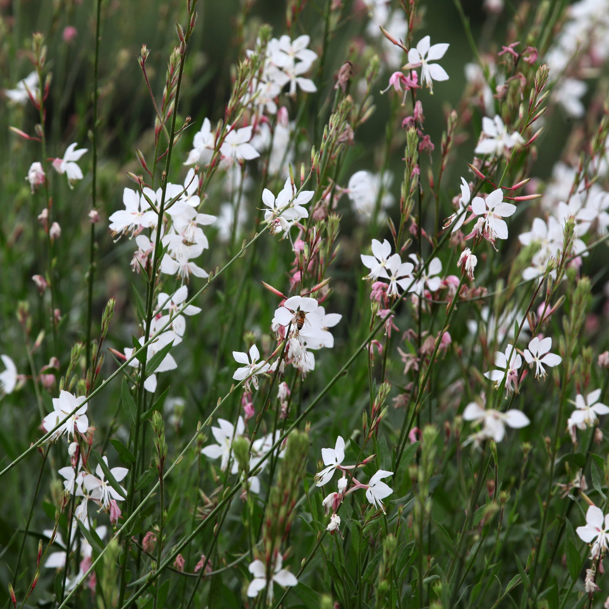 Stauden - Stauden-Kollektion mit besonderen Blättern (x7) - Carex  oshimensis Evergreen, Sedum Blue Pearl, Imperata cylindrica Red Baron, Gaura lindheimeri Whirling Butterflies