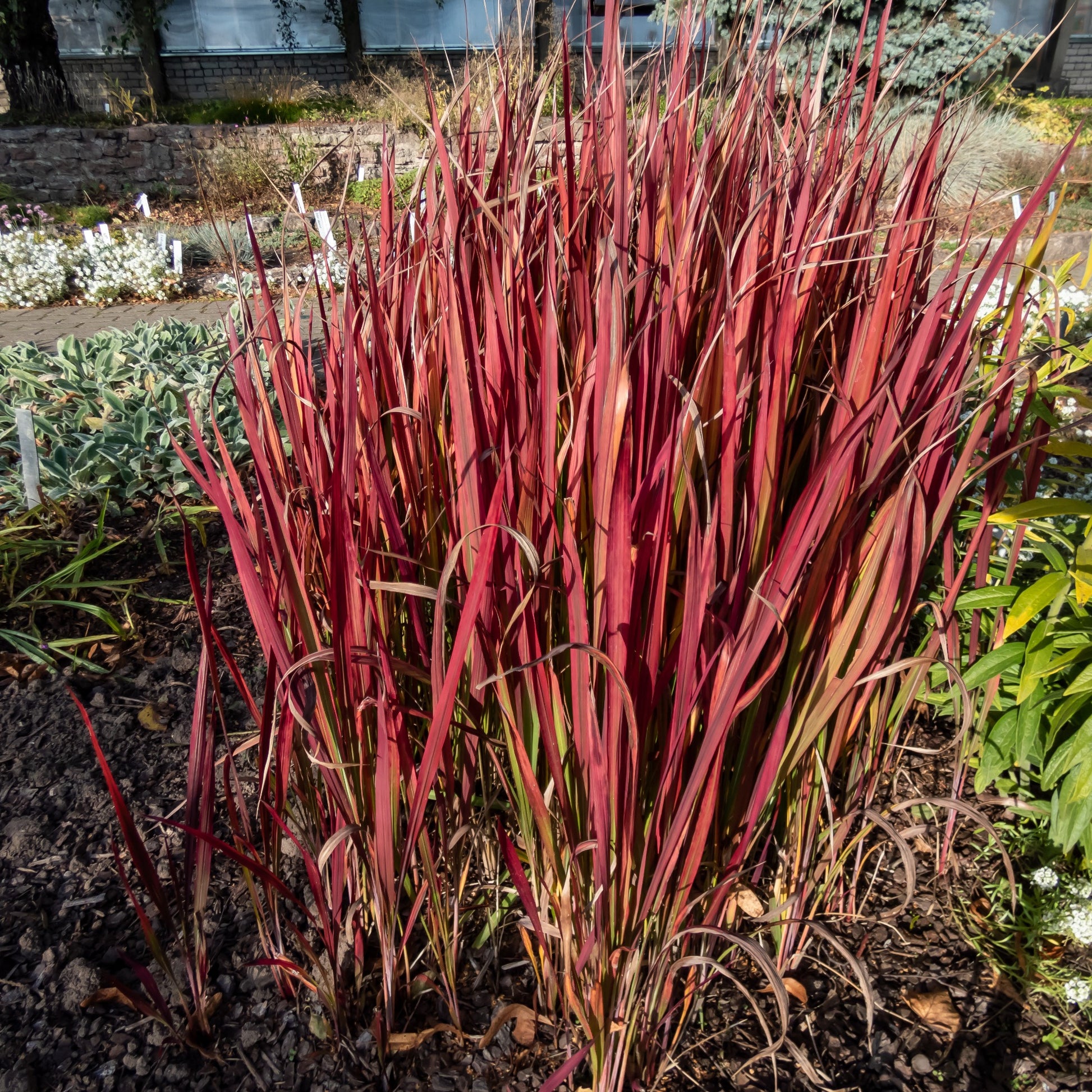 Imperata cylindrica Red Baron, Carex oshimensis Evergreen, Festuca glauca - Ziergräser Mischung (x3) - Stauden