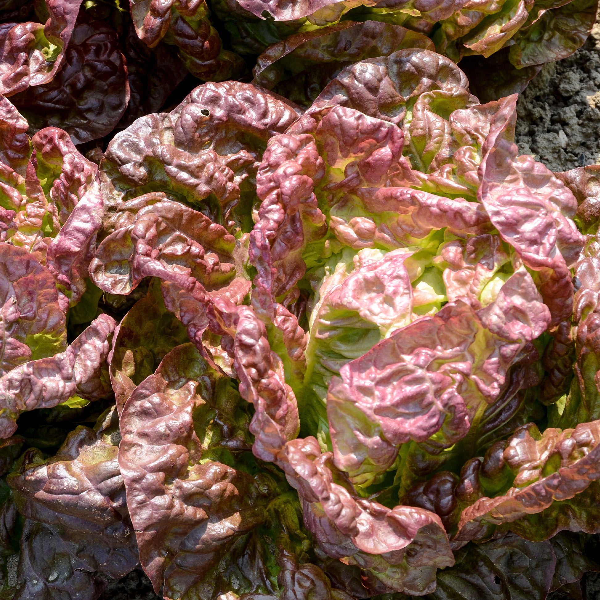 Salat-Kollektion für 6 Monate - Collection 6 mois de laitues (grosse blonde, tremont, merveille des 4 - Bakker