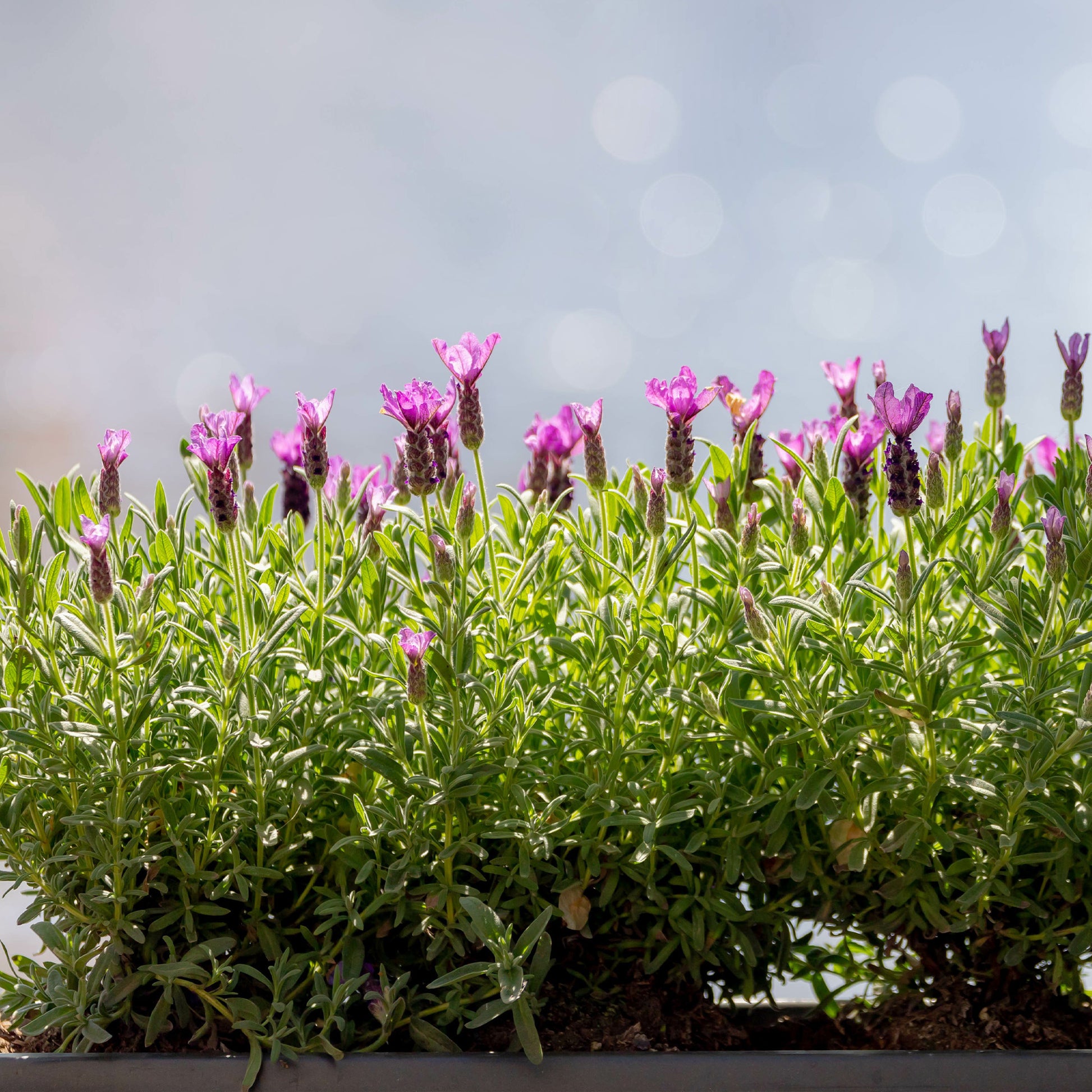 Lavendel The Princess ® Lavender - Lavandula stoechas the princess ® lavender 'ib910- - Bakker