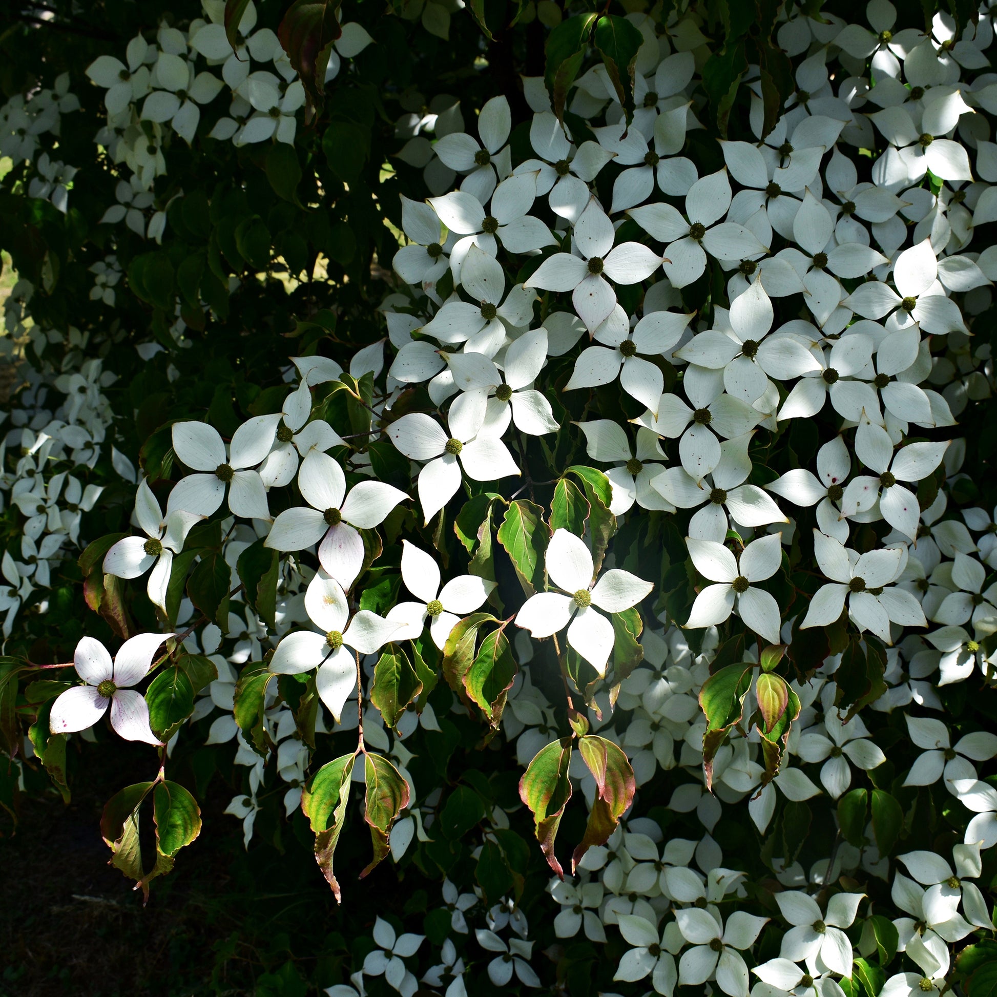 Japanischer Hartriegel - Cornus kousa - Bakker