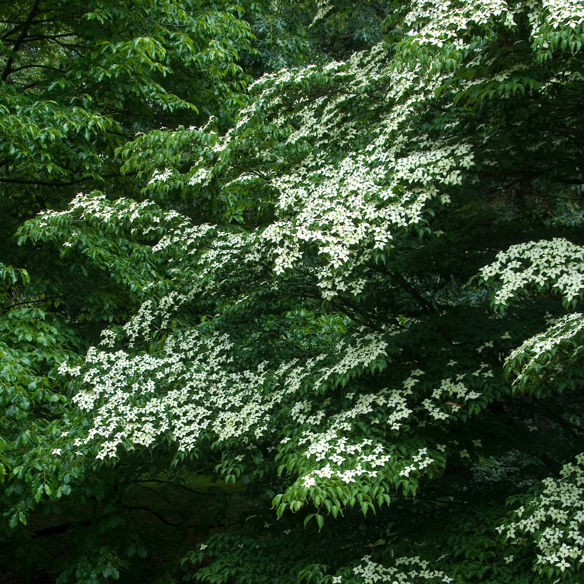 Cornus kousa - Japanischer Hartriegel - Sträucher