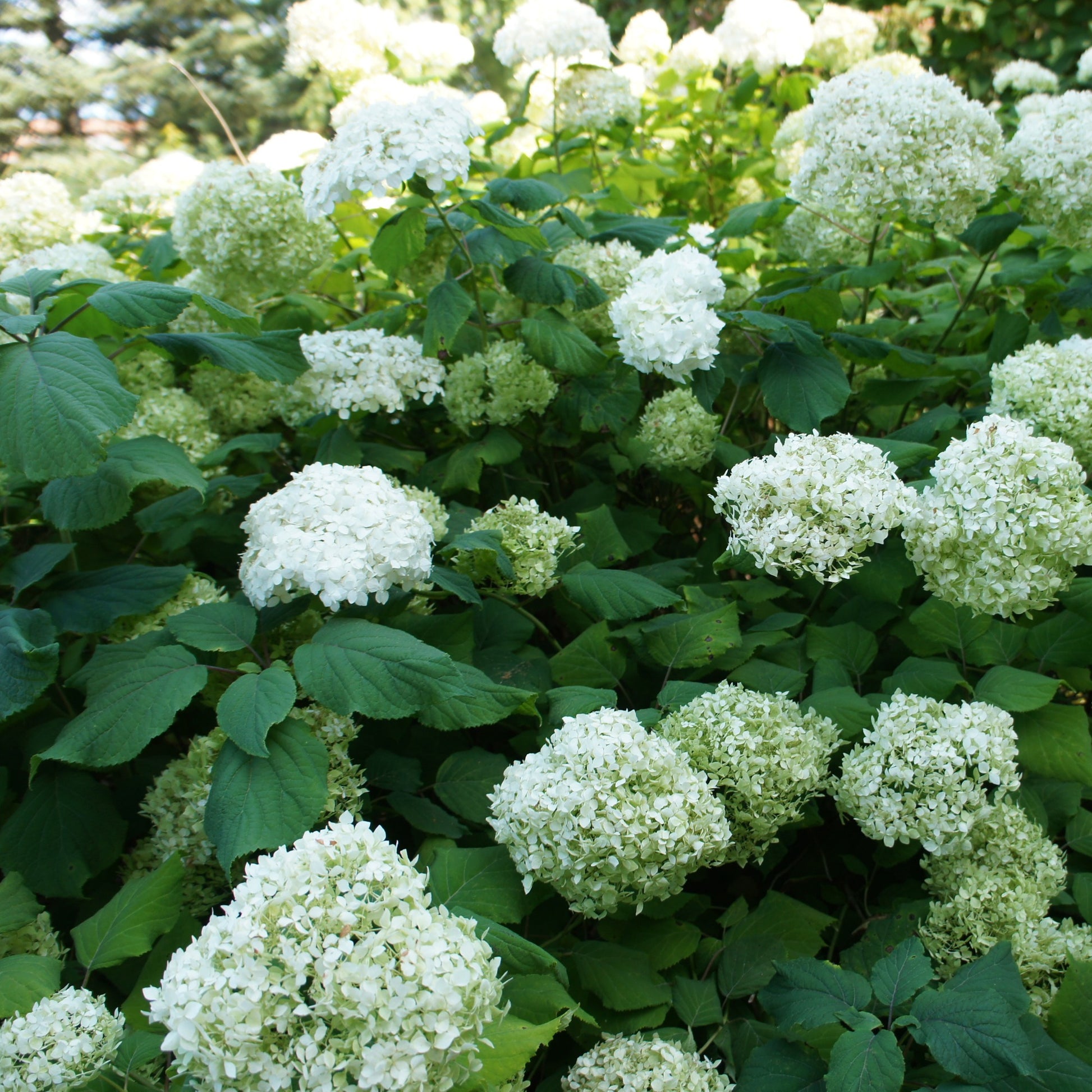 Hortensien-Kollektion für blühende Beete und Hecken. (x3) - Hydrangea macrophylla - Bakker