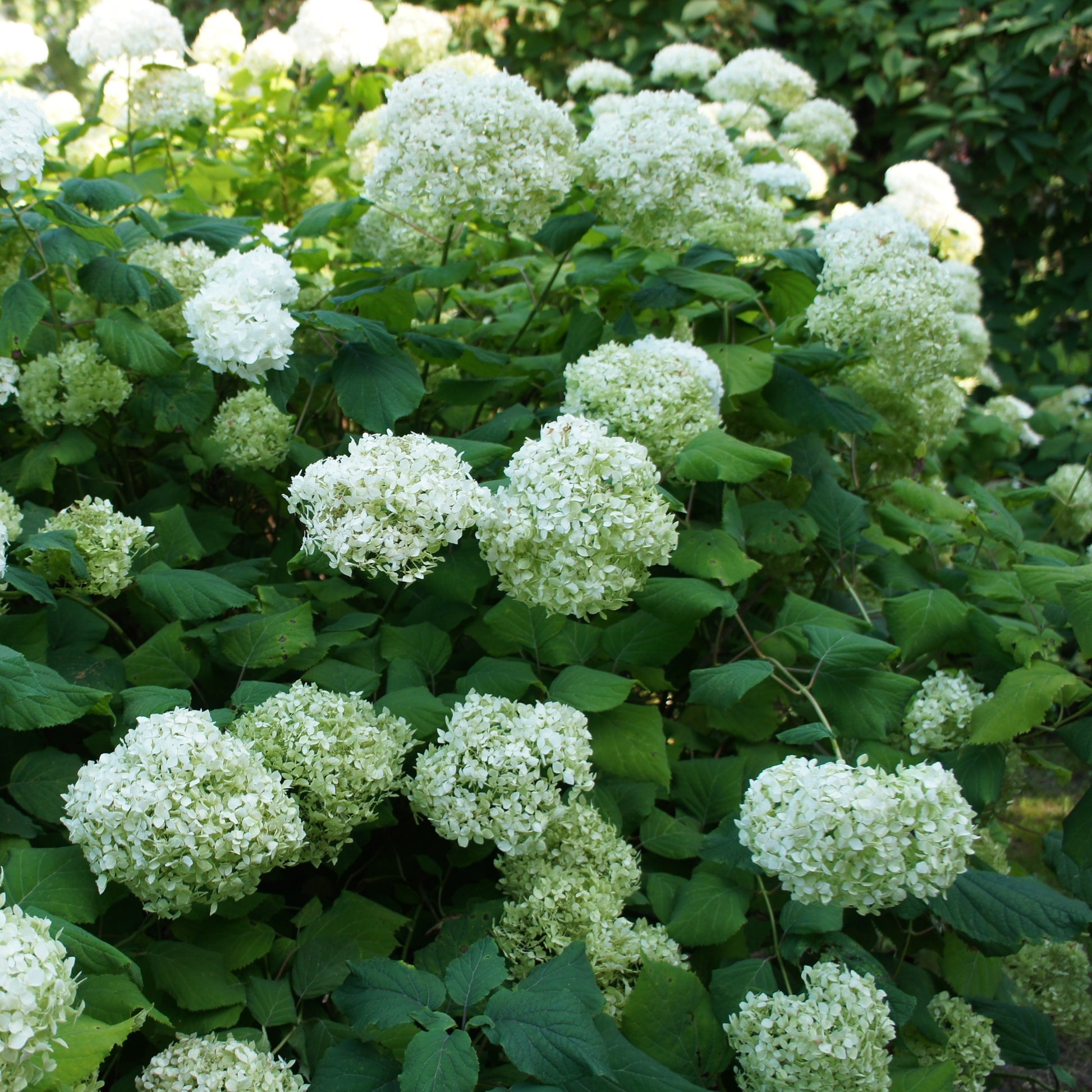 Hortensie 'Annabelle' - Hydrangea arborescens Annabelle - Bakker