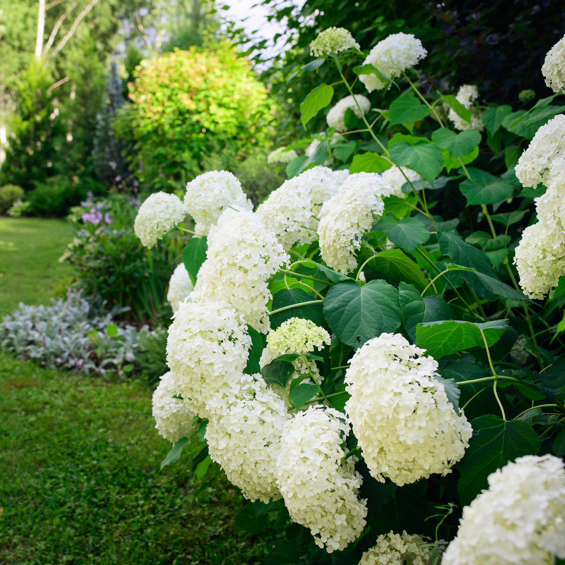 Hortensie 'Annabelle' - Bakker