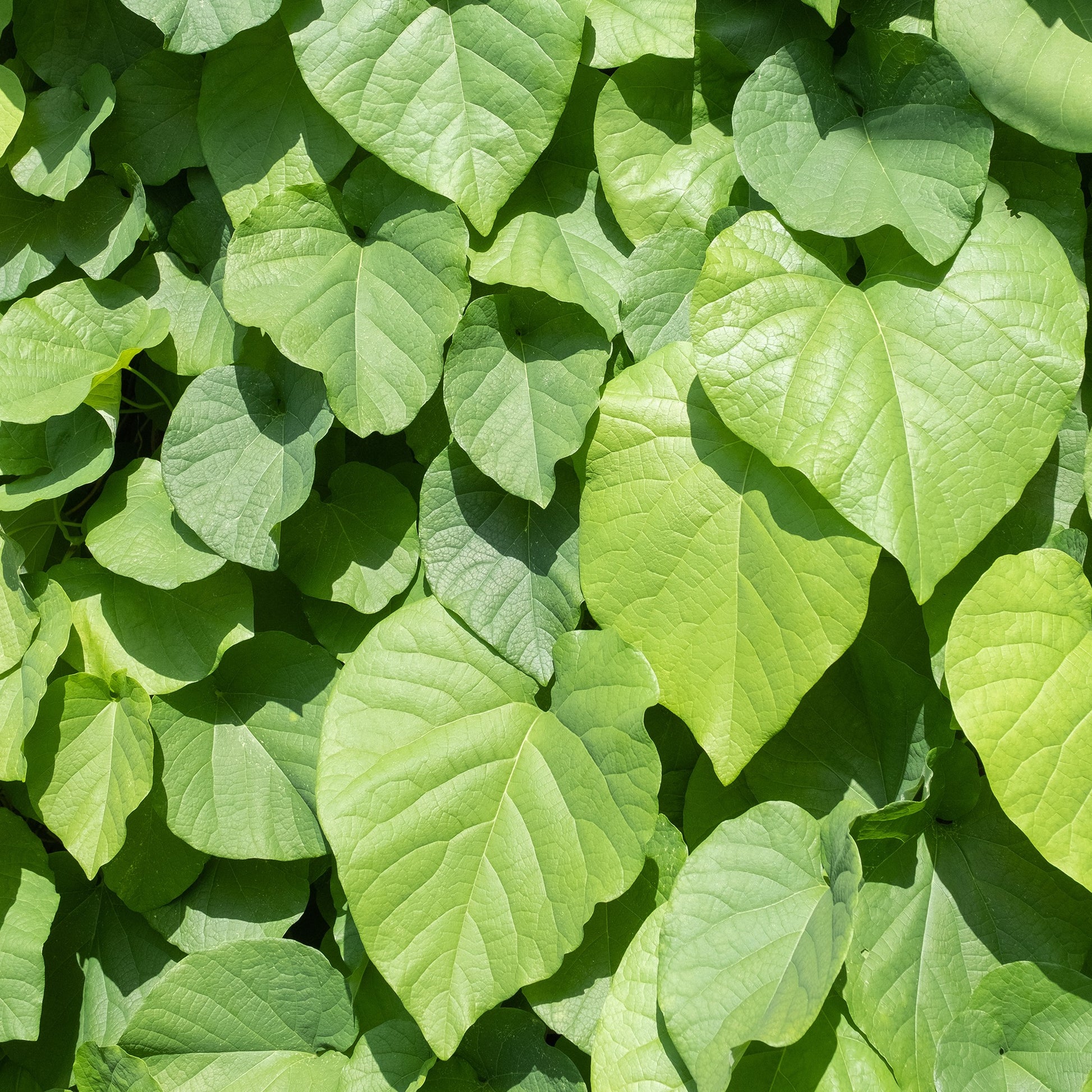 Verkauf Pfeifenblume - Aristolochia macrophylla