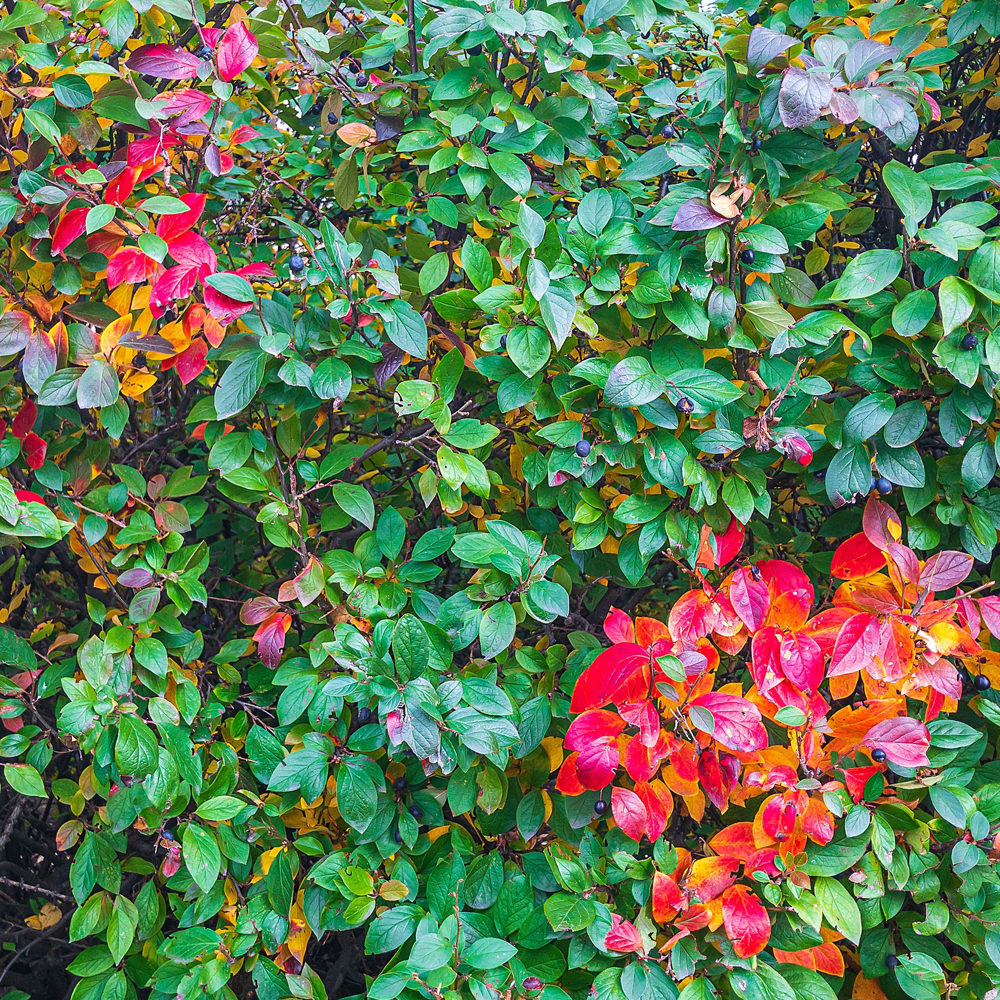 Hecken-Zwergmispel - Cotoneaster lucidus - Bakker