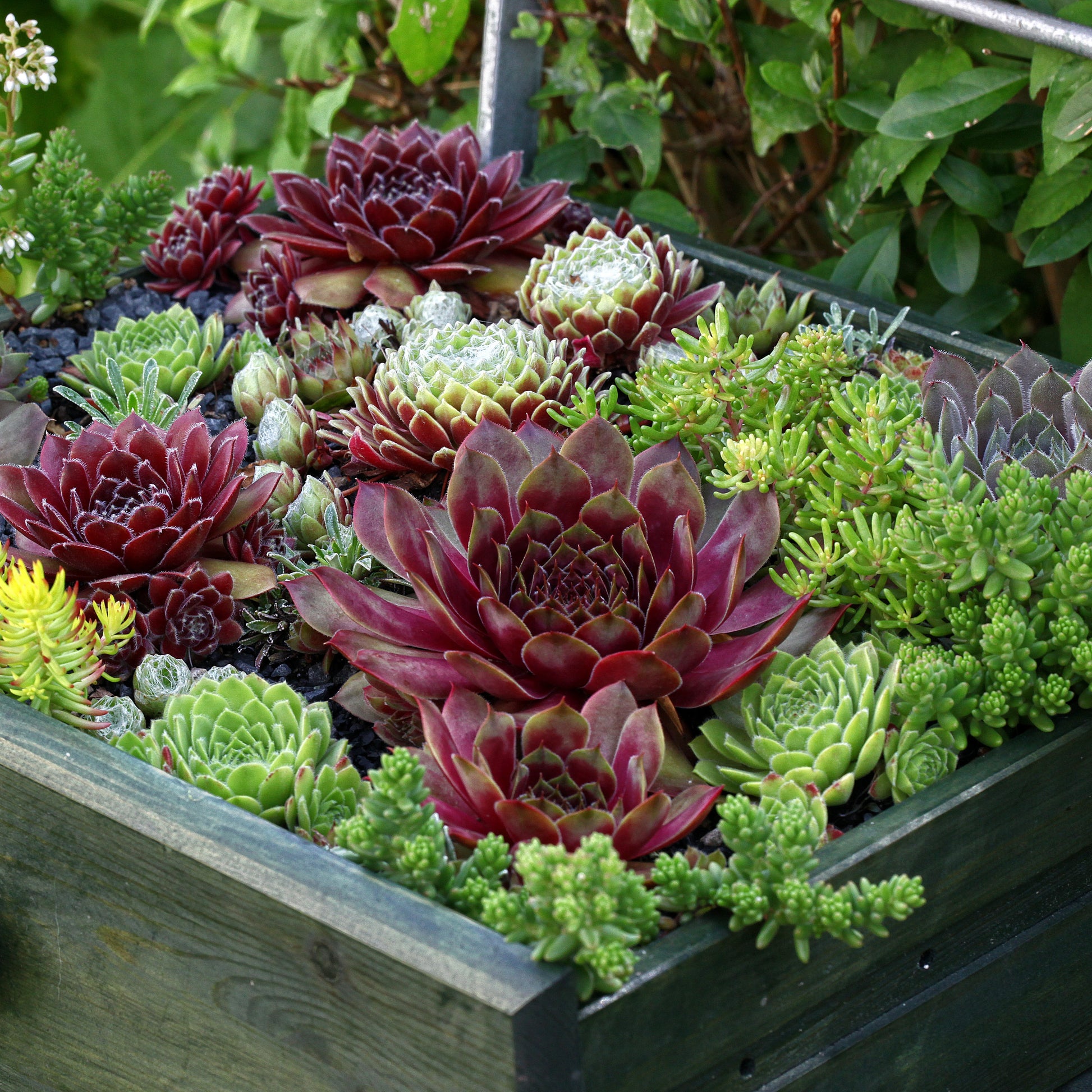 Sempervivum - Hauswurz Mischung (x6) - Sempervivum - Hauswurz